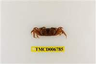 藏品(短身大眼蟹)的圖片